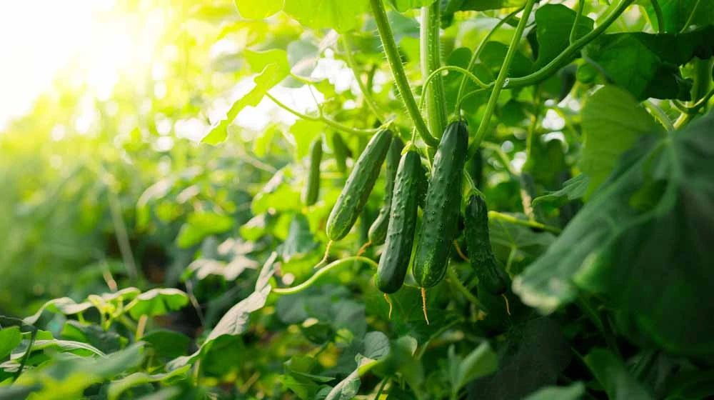 Agurk frø - Blomea.no