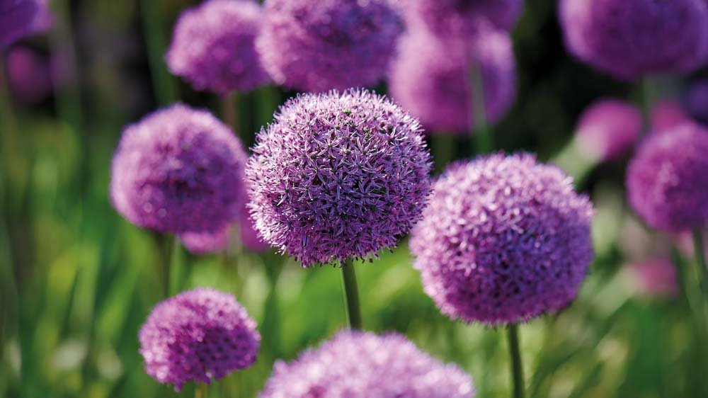 Allium