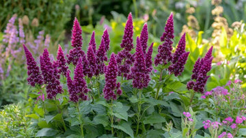 Amarant frø - Blomea.no