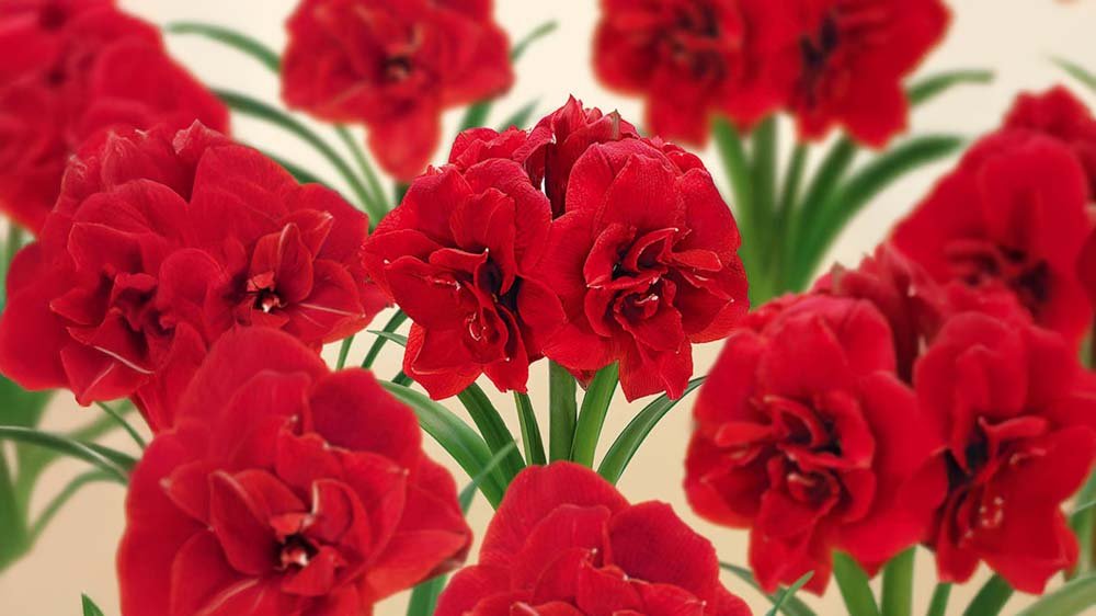 Amaryllis