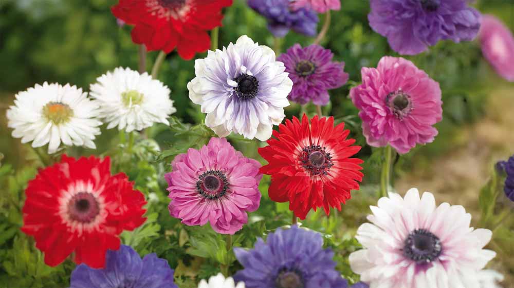 Anemone