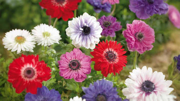 Anemone