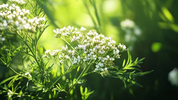 Anisfrø - Blomea.no