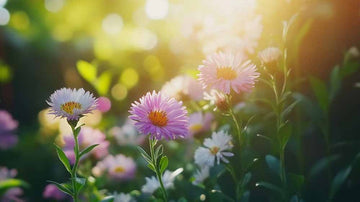 Asters frø - Blomea.no