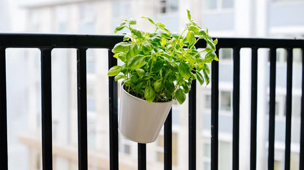 Balkongkasser - Blomea.no