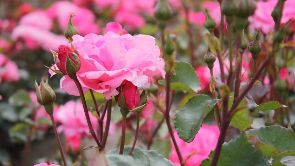Stilkrose