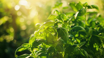 Basilikum frø - Blomea.no