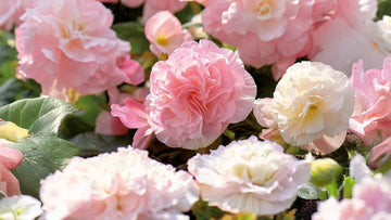 Begonia