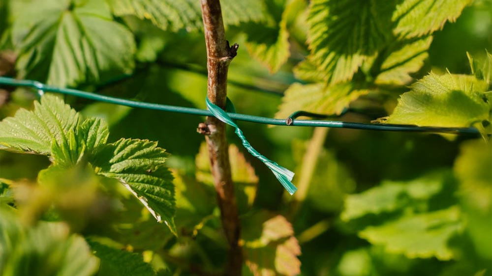 Bindetråd - Blomea.no