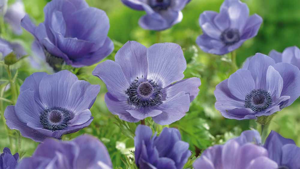 Blå anemoner