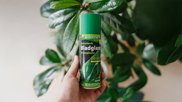 Bladglans - Blomea.no