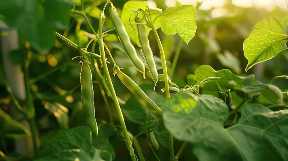 Bønne frø - Blomea.no