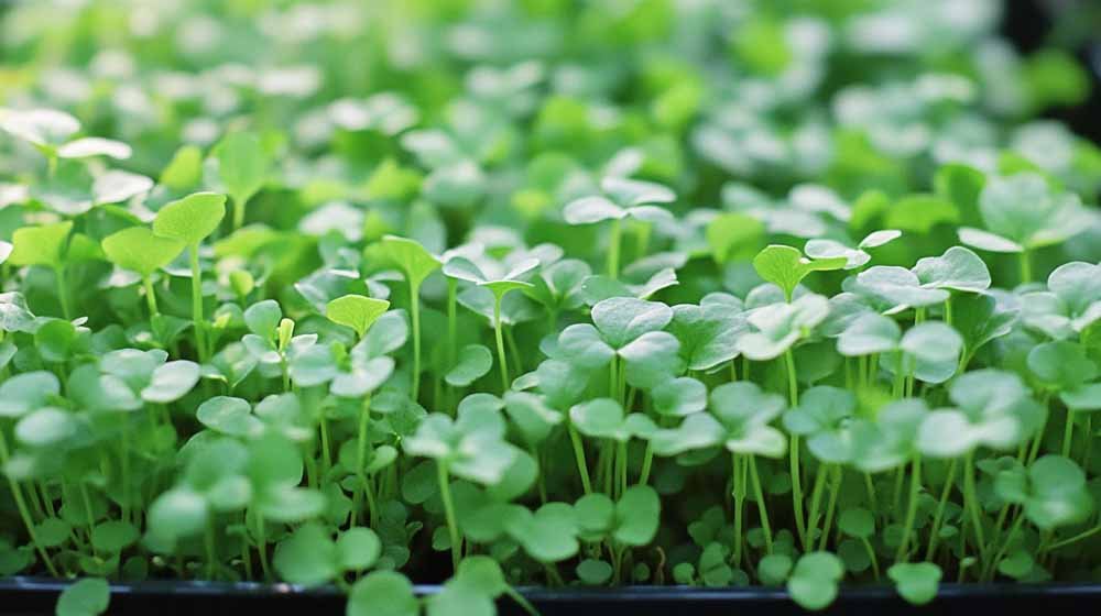 Brønnkarse frø - Blomea.no