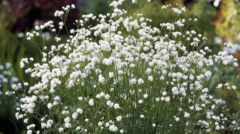 Brudeslør frø - Blomea.no