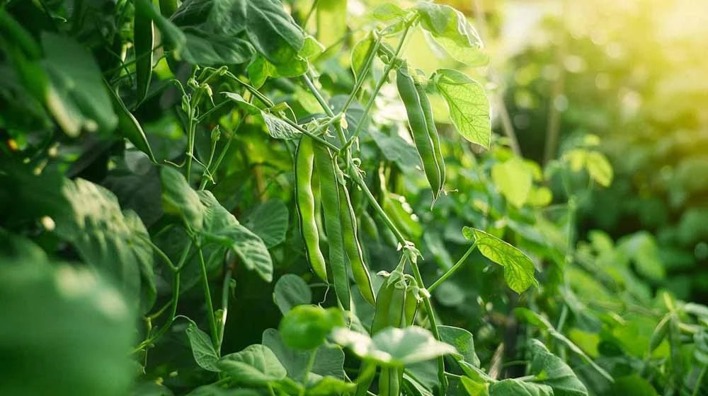 Buskbønne frø - Blomea.no