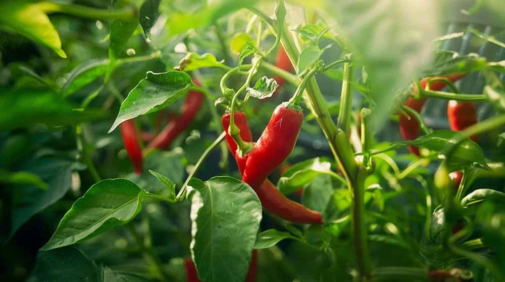 Chili frø - Blomea.no