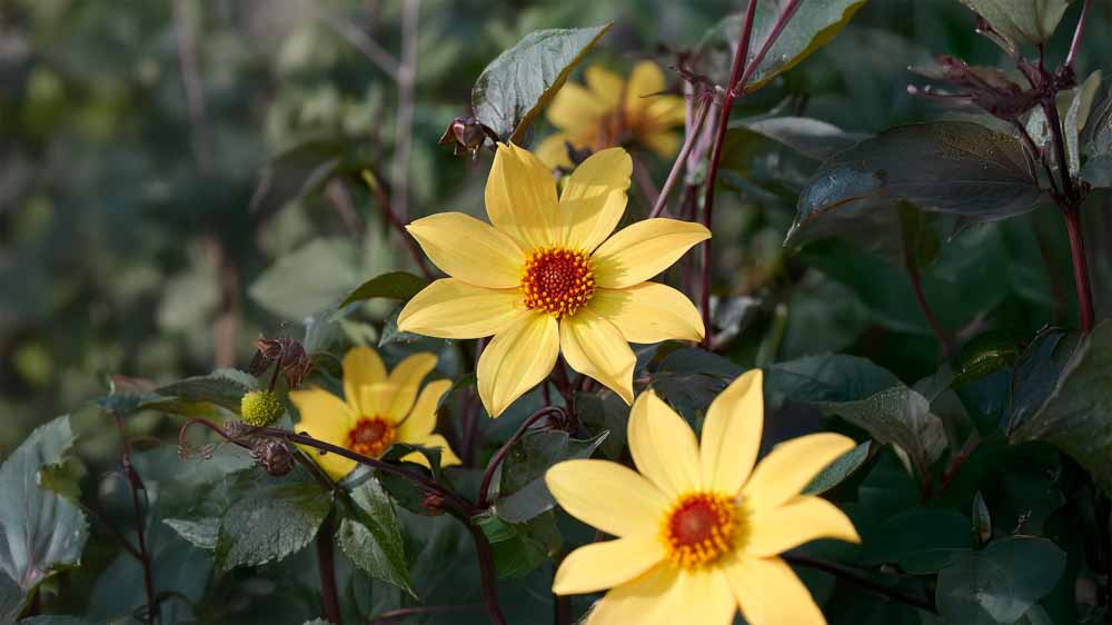Enkelblomstrende georginer