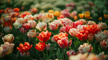 Doble tulipaner