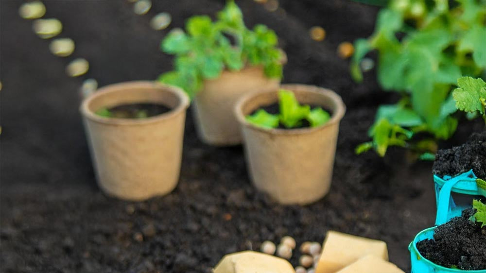 Dyrking og stell - Blomea.no