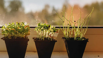 Dyrkingssett - Blomea.no