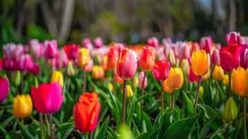 Enkle tulipaner