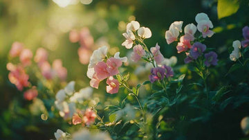 Erteblomst frø - Blomea.no