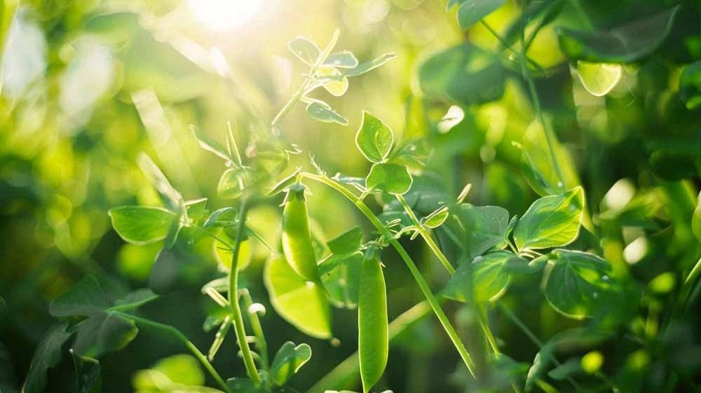 Erter frø - Blomea.no