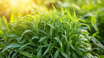 Estragon frø - Blomea.no