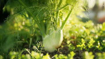 Fennikelfrø - Blomea.no