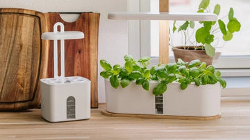 Frø til hydroponisk dyrking - Blomea.no