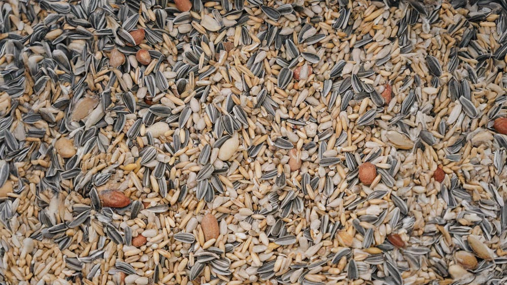 Fuglefrø - Blomea.no