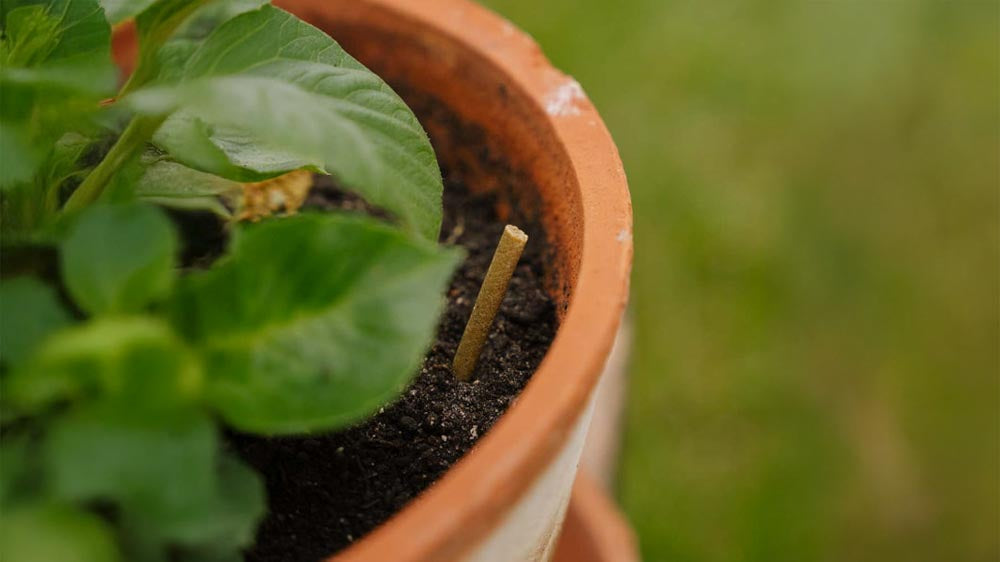 Gjødsel til potter - Blomea.no