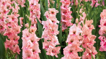 Gladioler