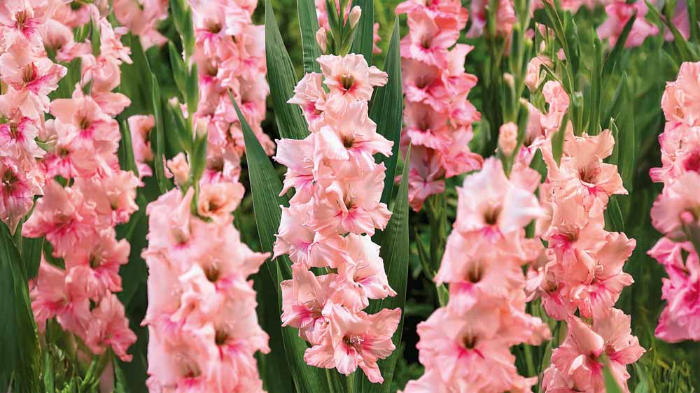 Gladioler