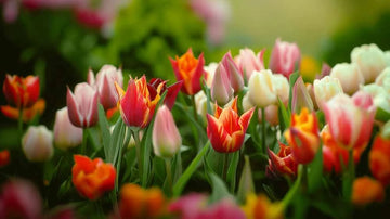 Greigii tulipaner