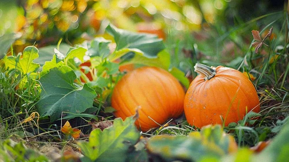 Gresskarfrø - Blomea.no