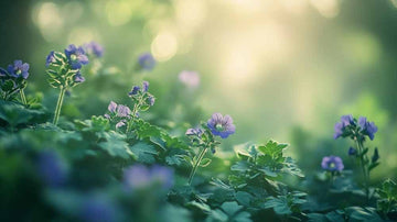 Grønngjødsel frø - Blomea.no