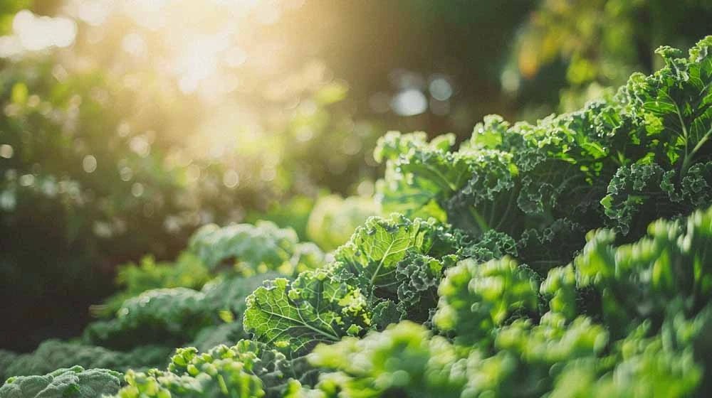 Grønnkål frø - Blomea.no