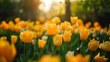 Gule tulipaner