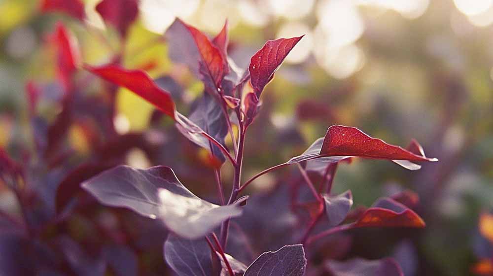 Hagemelde frø - Blomea.no