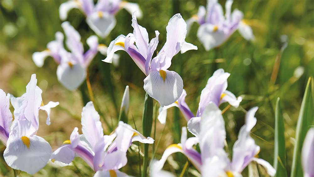 Hvit iris
