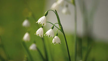 Leucojum