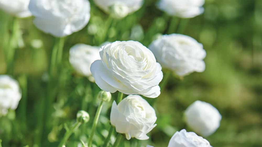 Hvite sommerblomster