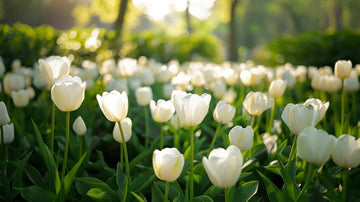 Hvite tulipaner
