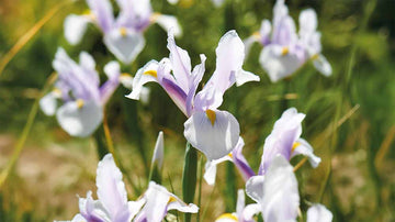Iris