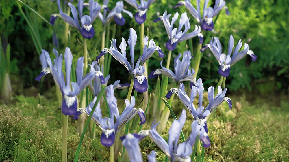 Iris reticulata