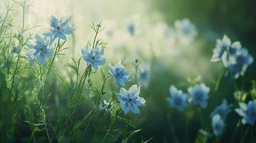 Jomfruen i det grønne frø - Blomea.no