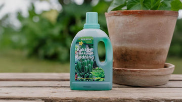 Kaktus gjødsel - Blomea.no