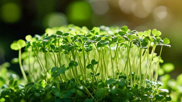 Karsefrø - Blomea.no