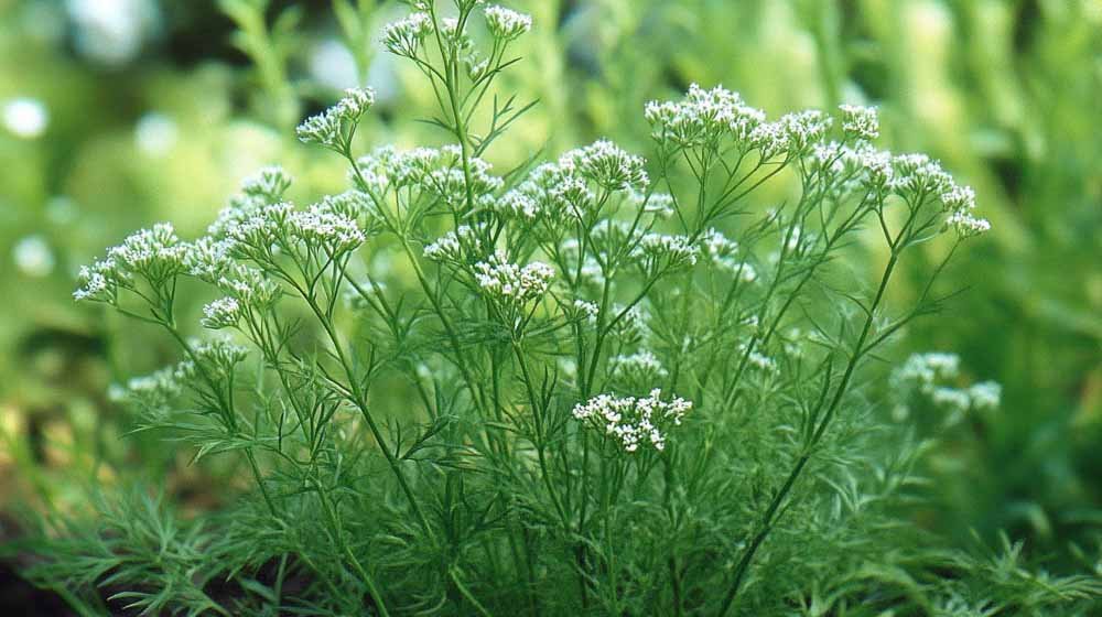 Karve frø - Blomea.no